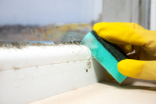 Mold Documentation for Insurance Claims in Houston, TX